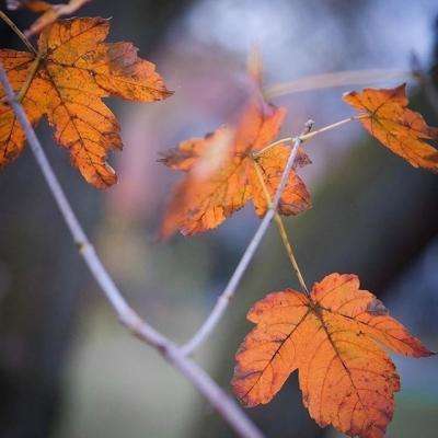 注册就送38的平台app下载